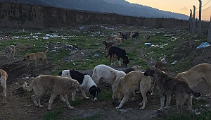 ÇÖPLÜK KÖPEKLERİNİN İÇLER ACISI DURUMU    
