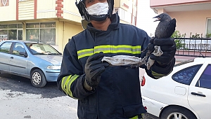 Doğaya gelişigüzel atılan maske bir canın sonu oluyordu!