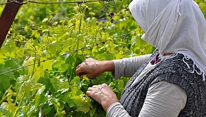 MANİSA'DA ÇİFTÇİ SAYISI GÜN GEÇTİKÇE AZALIYOR!