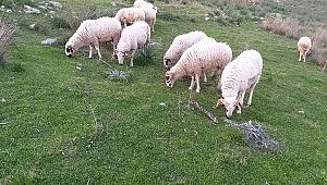 KOÇ ALACAKLARA MANİSA'DA GÜZEL HABER: YÜZDE 50...