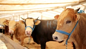 MANİSA'DA KURBAN SATIŞ YERLERİ AÇIKLANDI