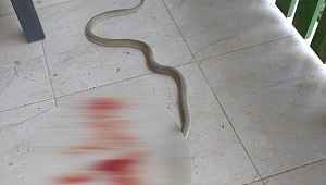 MANİSA'DA YILAN PANİĞİ