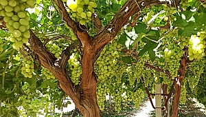 "Superior Seedless" üzümünde hasat ve ihraç tarihleri belirlendi