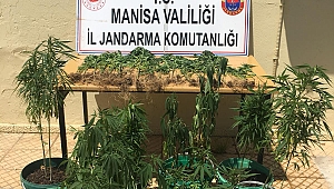TARLADA KENEVİR YETİŞTİRİRKEN YAKALANDI