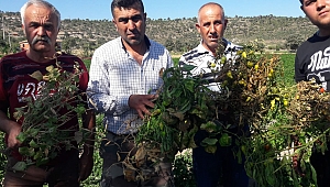 BU KÖYDE GÜNLERDİR ELEKTRİKLER YOK! 