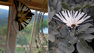 Genelde Kuzey Amerika kıyılarında görülen kelebek Manisa'da ortaya çıktı