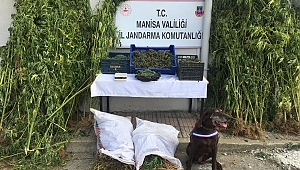 23 milyon lira değerinde 85 kg esrar ele geçirildi!