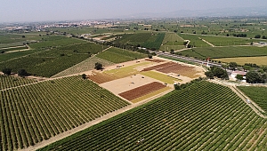 BEREKETLİ MANİSA OVASI