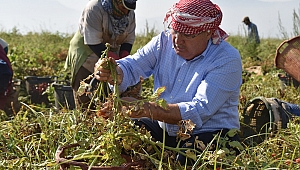 ÇERÇİ TARLADA