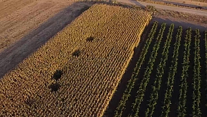 MANİSA'DA UYUŞTURUCU TARLASINA BASKIN 