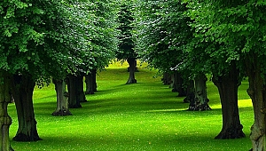 Manisa'da 2 bin 489 ağacın kesilmesi önlendi