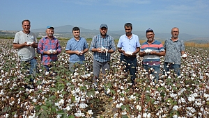 MANİSA'DA PAMUK HASADI DEVAM EDİYOR
