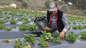 KÖPRÜBAŞILILAR ÇİLEKTEN PARA KAZANIYOR