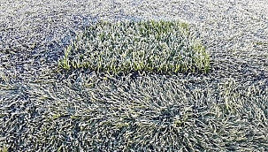 Stadyum Beyaza Büründü