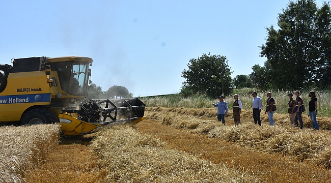 Manisa'da buğday ve arpada hasat sezonunun devam ediyor