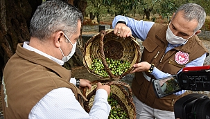 Manisa zeytinde birinci