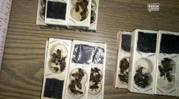 Ahmetli'de bal üreticilerine destek geliyor