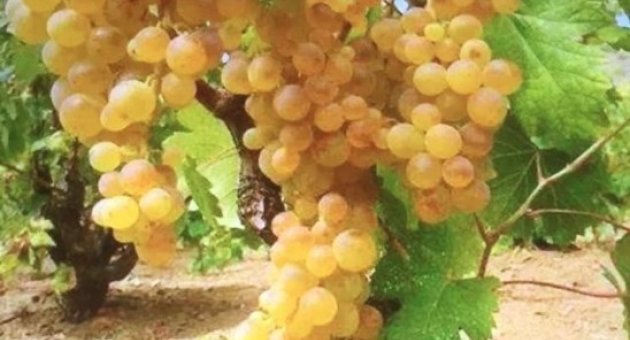 Üzüm Üreticisi ve İhracatçı Rahat Bir Nefes Aldı