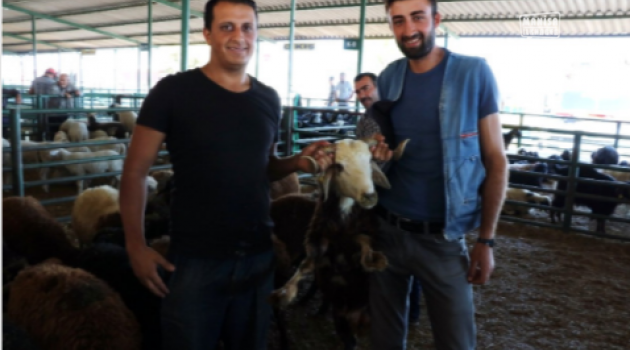 Kurbanın ikinci gününde kurbanlıklar hala duruyor