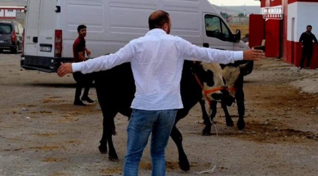 Kurbanlıklar kaçmaya başladı
