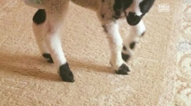 Kuzunun Altını Bezliyorlar