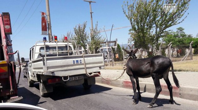 Manisa'da eşeğe kamyonetli eziyet