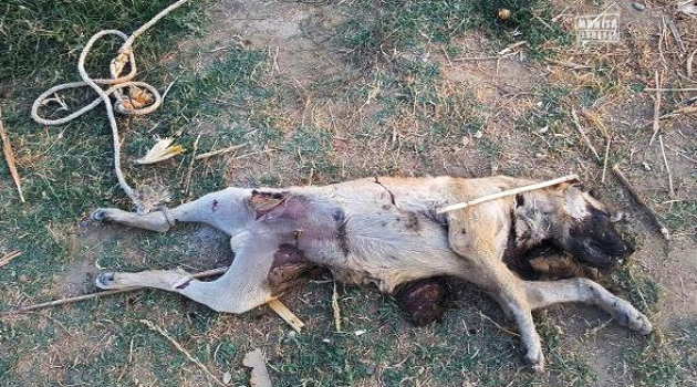 Manisa'da köpeğe işkence