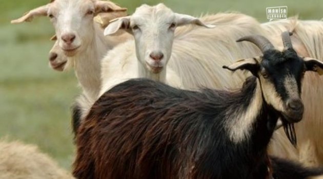 Manisa'daki veba salgınıyla ilgili önemli açıklama