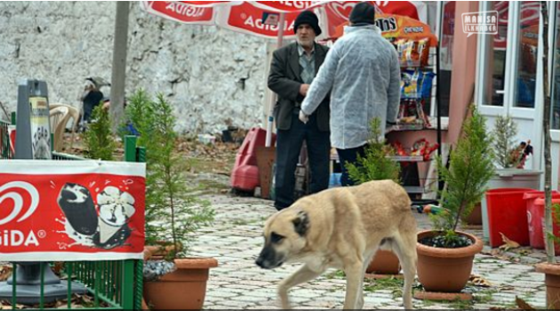 O İlçeyi Kuduz Korkusu Sardı