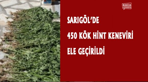 Sarıgöl'de 450 Kök Hint Keneviri Ele Geçirildi