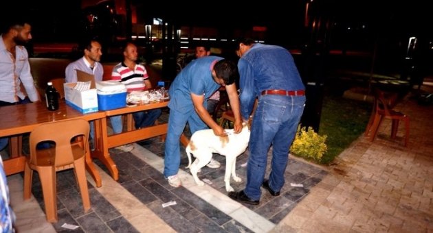 Sarıgöl'de Av Köpeklerine Kuduz Aşısı Yapıldı