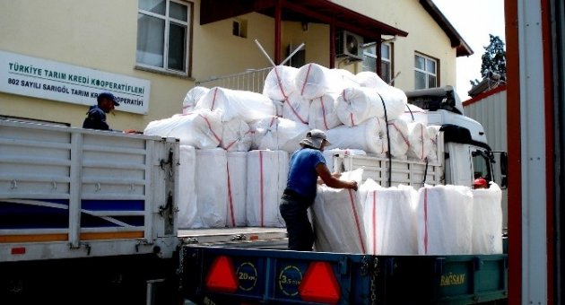 Sarıgöl Üzüm Bağları Örtünmeye Hazırlanıyor