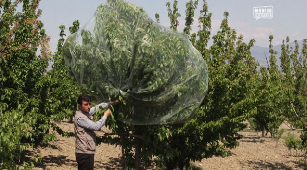 Sezonun İlk Kirazı 170 TL