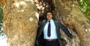 Sarıgöl'de Asırlık Çınarlar Dimdik Ayakta