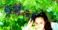 Sarıgöl'de İlk Üzüm Olgunlaştı