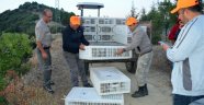 Kula'da 2 Bin Keklik Doğaya Bırakıldı