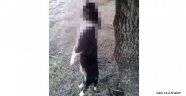 İnsanlık Bu Olmasa Gerek