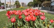 Manisa'da Lale Devri Başladı