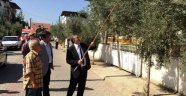 MHP'li Vekil Sarıgöl'de Zeytin Topladı
