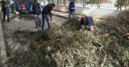 Lodosun Yıktığı Ağaçlar Kaldırıldı