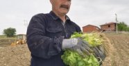 Çiftçiler Tütün Ekimlerine Başladı