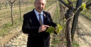Üzümde Güneş Yanığı TARSİM Kapsamına Alınmalı