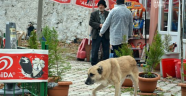 O İlçeyi Kuduz Korkusu Sardı