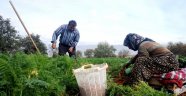 Kışlık Sebzeleri Doğal Olarak Üretiyor