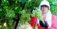 Üzümdeki İhracat Yüzde 56 Düştü