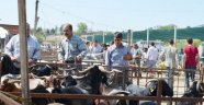 Kula'da Küçükbaş Kurbanlık Fiyatları El Yakıyor