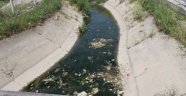Pis Kokan Kanala Özdağ El Attı