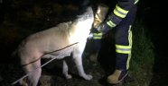 BAŞINI TENEKEYE SIKIŞTIRAN KÖPEĞİ İTFAİYE KURTARDI