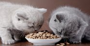 En Güncel Yavru Kedi Maması Kampanya Fırsatları
