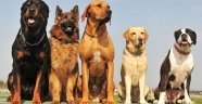 Köpek Cinsleri